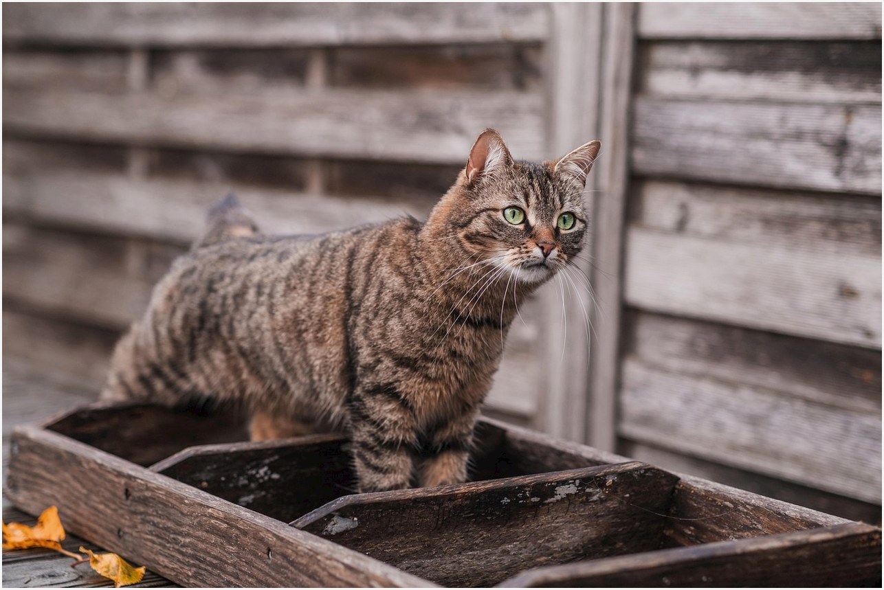 animal, feline, cat, mammal, pet, tabby, breed, whiskers, nature, fur