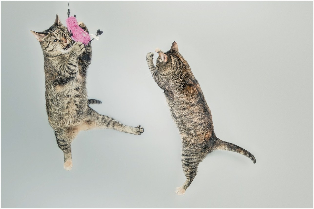 cats, jump, play, playful, feline, kitten, domestic, cute, adorable, creature, nature, tabby, group, pets, mammal, animals, fur, furry, studio, kitty, small, fluffy, paw, expression, fun, young, jumping, attack