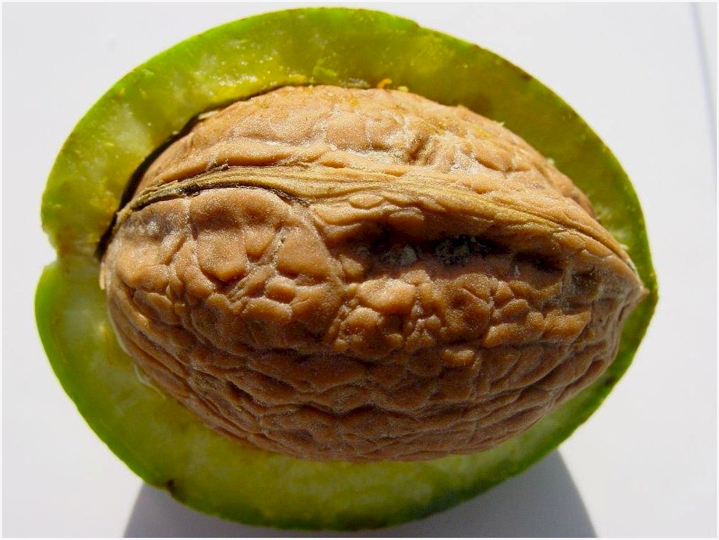 walnut, shell, core, nuts, nut, walnut, walnut, walnut, walnut, walnut, core