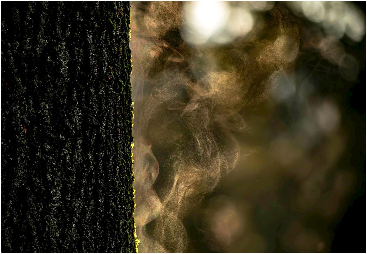 tree, bark, moss, forest, mist, light, light play, natural beauty, humidity, dew drop, feeling, intimate, hazy, rising, morning, photography, macro, atmosphere, nature, green