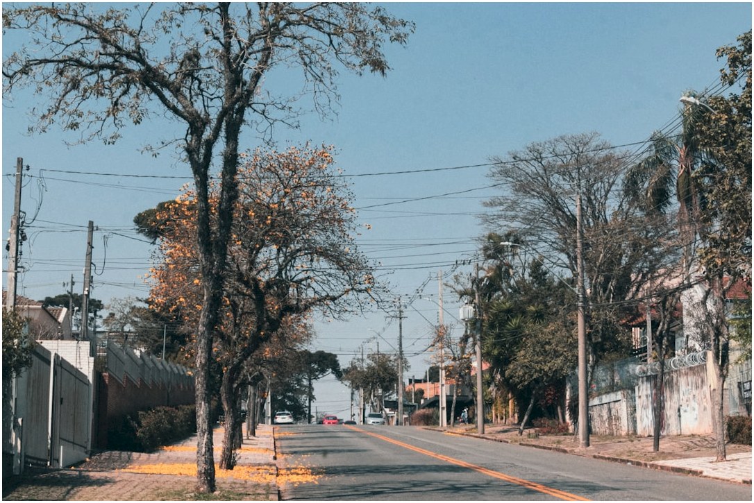 bare trees on side of the road during daytime