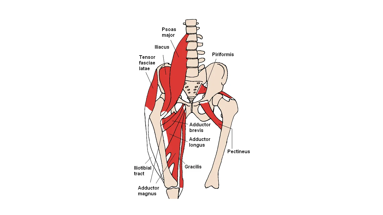 Ilustração dos músculos adutores e da região anterior do quadril