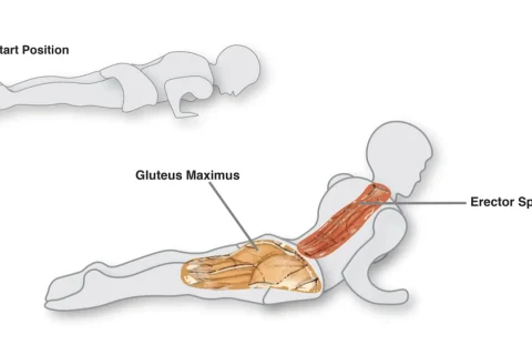 Diagrama do Breast Stroke Prep no Pilates, com a posição inicial e os músculos das costas e do glúteo destacados