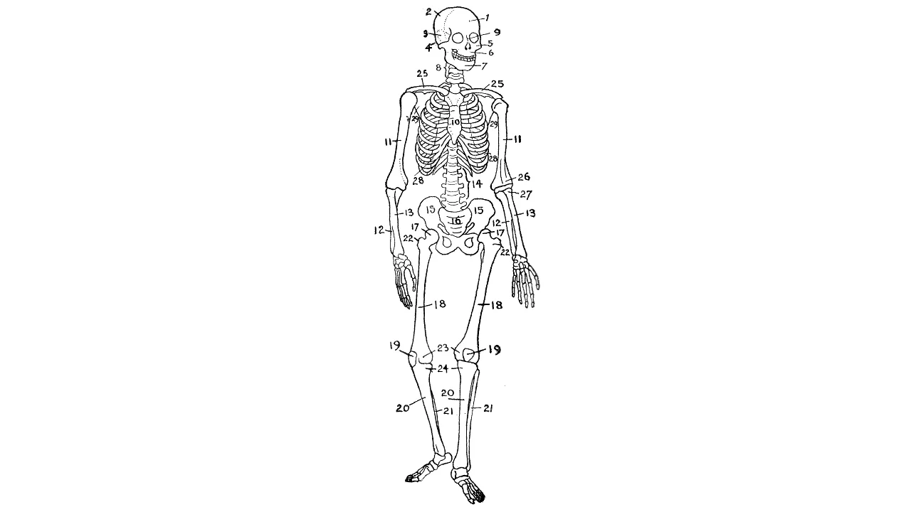 Diagrama do esqueleto humano visto de frente